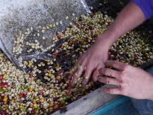 Kaffeeverarbeitung in Kolumbien