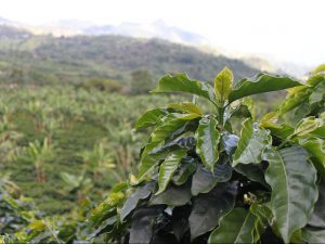 Energiewende: Kaffeeanbau in Kolumbien (c) Gilberthxcx/pixabay