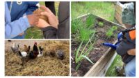 Kindergartenkind gießt Hochbeet, Kinder streicheln Kaninchen, Hühner