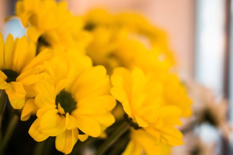 Gelbe Blumen - "Omas gegen Rechts" Stimmungsbild