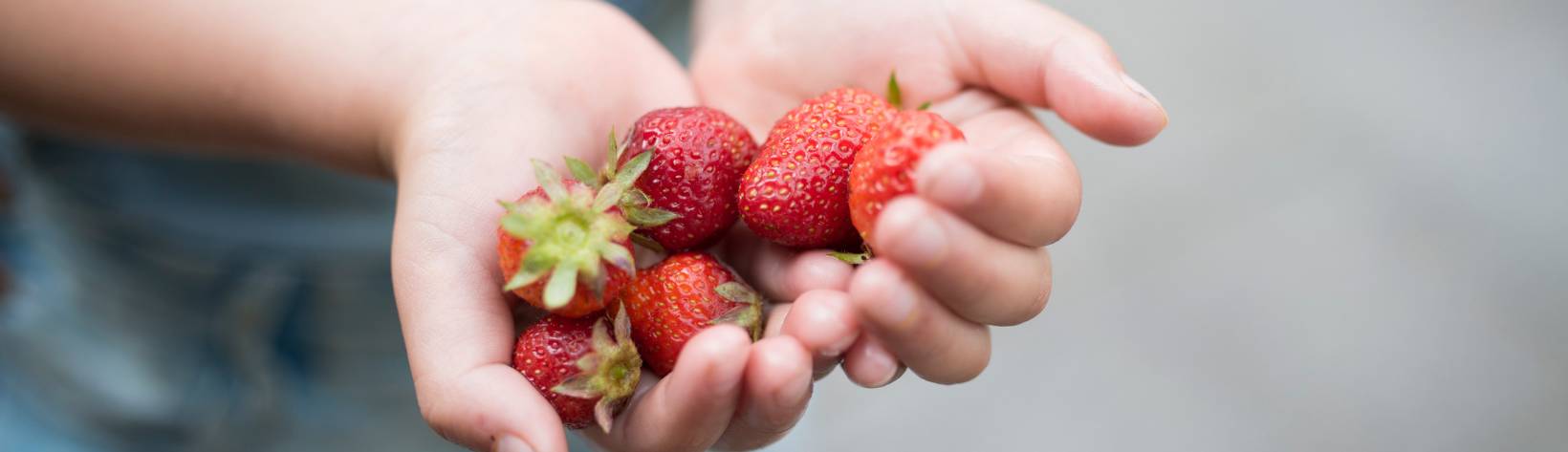 Ein Kind hält Erdbeeren in der Hand - Förderfonds Ernährung