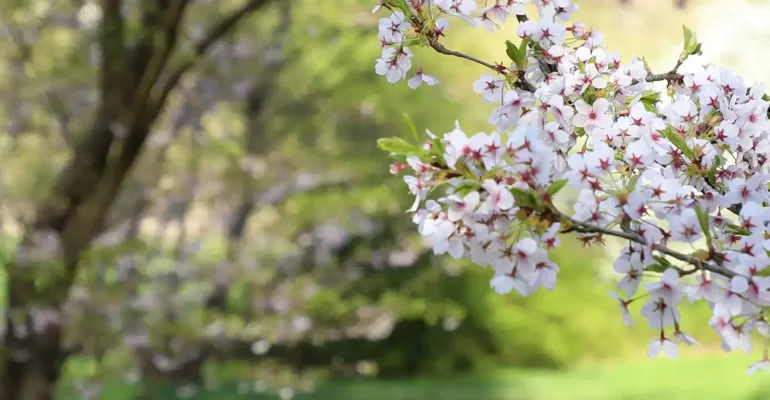 Kirschblüten im Frühling - Studie zu Kita- und Schulfördervereine
